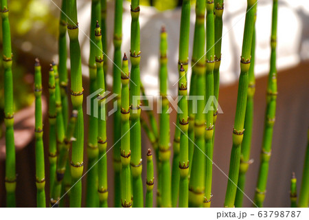 元気なトクサ 元気なトクサ 63798787