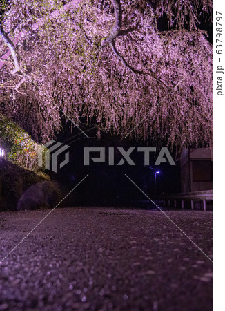 三重県大紀町の枝垂れ桜の夜間ライトアップ 三重県大紀町の枝垂れ桜の夜間ライトアップ 63798797