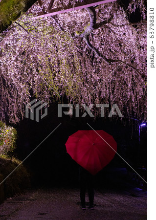 三重県大紀町の枝垂れ桜の夜間ライトアップ 63798810