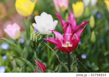 チューリップ チューリップ 63798834