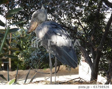 神戸どうぶつ王国-ハシビロコウ 63798926