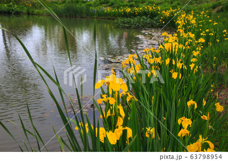 樹木 景色 川 63798954