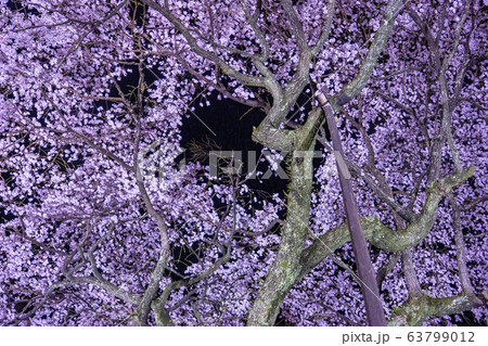 三重県大紀町龍祥寺不盡桜のライトアップ 三重県大紀町龍祥寺不盡桜のライトアップ 63799012