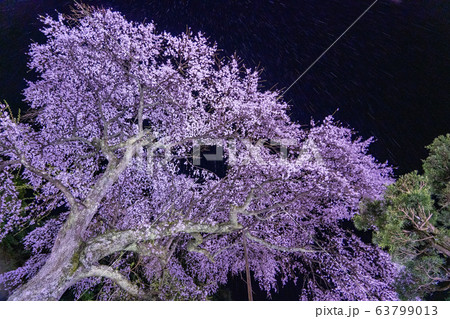 三重県大紀町龍祥寺不盡桜のライトアップ 63799013