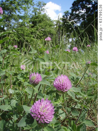 ムラサキツメクサ 63799136