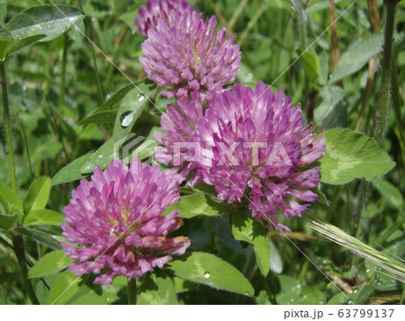 ムラサキツメクサ 63799137