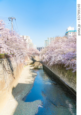 日本の春 東京都板橋区 石神井川緑道沿いの桜並木 63799140
