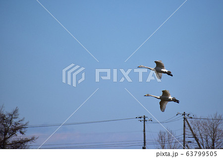 民家の近くを飛ぶ白鳥 63799505