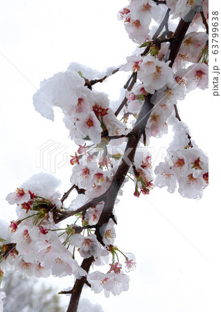桜 雪 三月 東京 庭園 公園 桜 雪 三月 東京 庭園 公園 63799638