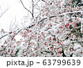 桜 雪 三月 東京 庭園  公園 63799639