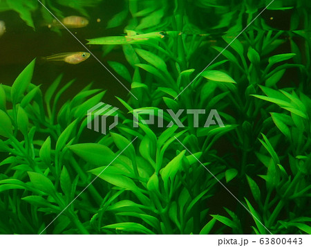 メダカの稚魚たち メダカの稚魚たち 63800443