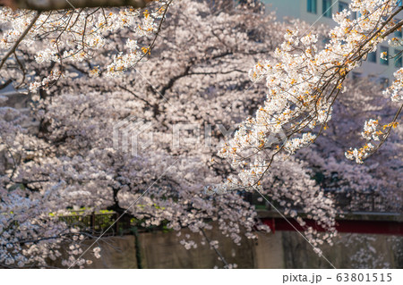 日本の春 東京都板橋区 石神井川緑道沿いの桜並木 日本の春 東京都板橋区 石神井川緑道沿いの桜並木 63801515