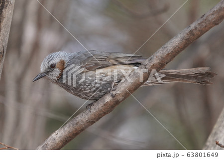ヒヨドリ ヒヨドリ 63801649
