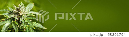 Marijuana plant closeup Marijuana plant closeup 63801794