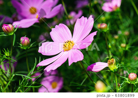 Pink mexican aster flowers in garden bright sunshine day on a background of green leaves. Cosmos bipinnatus. 63801899