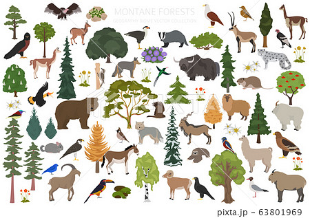 Montane forest biome, natural region infographic. Montane forest biome, natural region infographic. 63801969