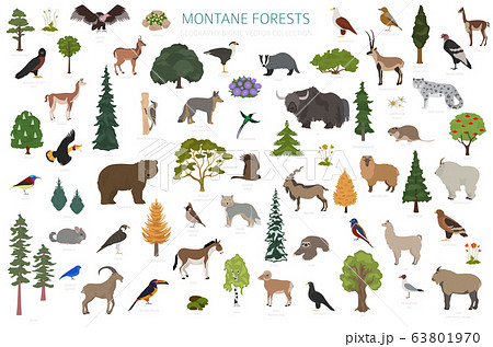 Montane forest biome, natural region infographic. Montane forest biome, natural region infographic. 63801970