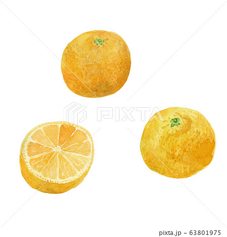 Citrus 湘南ゴールドのイラスト素材