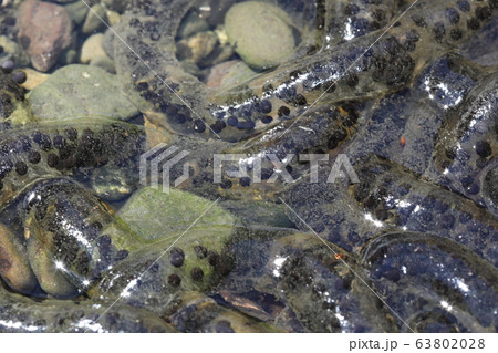 アズマヒキガエル 卵 ニホンヒキガエル（亜種アズマヒキガエル）：卵[02528000020]の写真