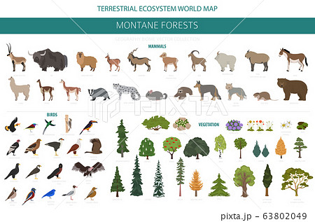 Montane forest biome, natural region infographic. Montane forest biome, natural region infographic. 63802049