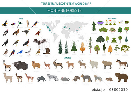 Montane forest biome, natural region infographic. 63802050