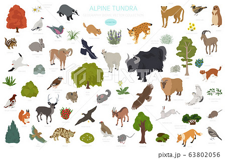 Apine tundra biome, natural region isometric Apine tundra biome, natural region isometric 63802056