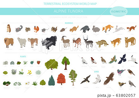 Apine tundra biome, natural region isometric 63802057