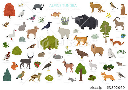 Apine tundra biome, natural region infographic. 63802060