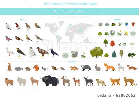 Apine tundra biome, natural region infographic. Apine tundra biome, natural region infographic. 63802062