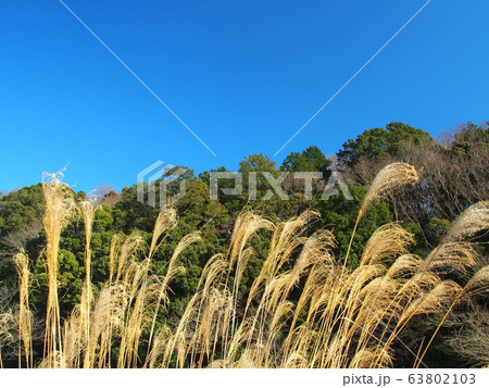 枯れ薄のある冬の里山風景 63802103
