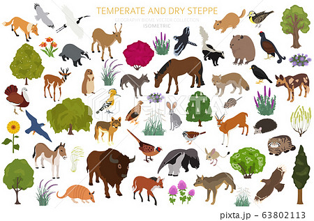 Steppe, prairie, pampas ecosytem, biome isometric set. Vector illustration 63802113