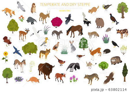 Steppe, prairie, pampas ecosytem, biome isometric set. Vector illustration 63802114