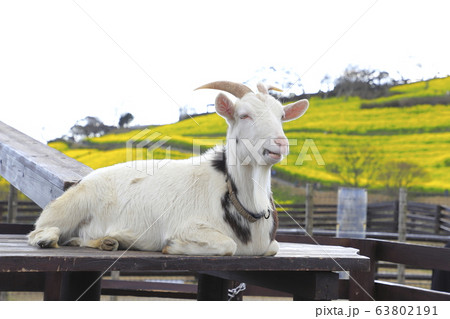 春のマザー牧場　花の大斜面とヤギ  63802191