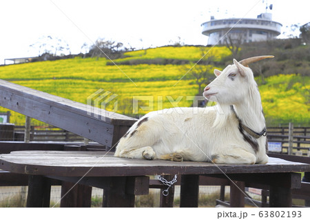 春のマザー牧場　花の大斜面とヤギ  63802193