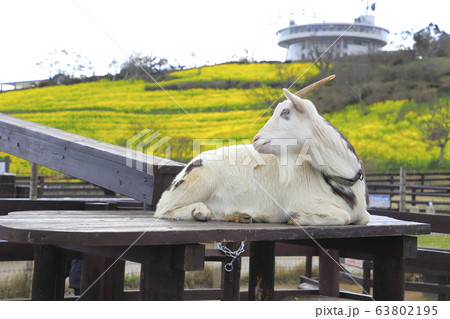 春のマザー牧場　花の大斜面とヤギ  63802195