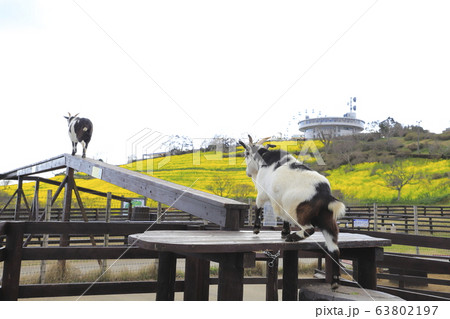 春のマザー牧場　花の大斜面とヤギ  63802197