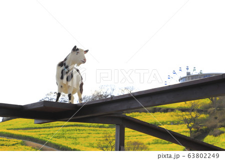 春のマザー牧場　花の大斜面とヤギ    63802249