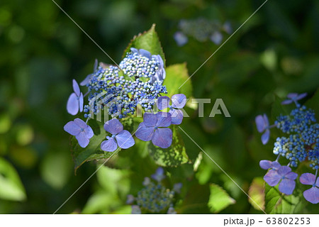 紫陽花 紫陽花 63802253