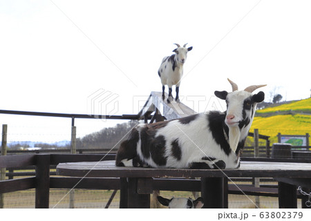 春のマザー牧場　橋を渡るヤギ　　 63802379