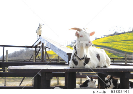 春のマザー牧場　橋を渡るヤギ　　　　　 63802442