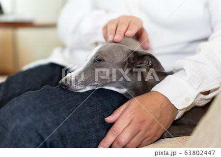 飼い主と一緒にソファに座るイタリアングレイハウンド 63802447