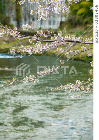 散りゆく宿命でも 63802466