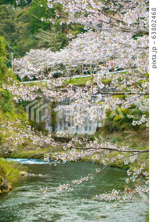 散りゆく宿命でも 63802468