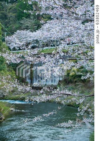 散りゆく宿命でも 63802469