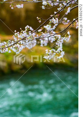 散りゆく宿命でも 63802472