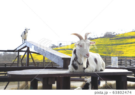 春のマザー牧場　橋を渡るヤギ　　　　　　 63802474