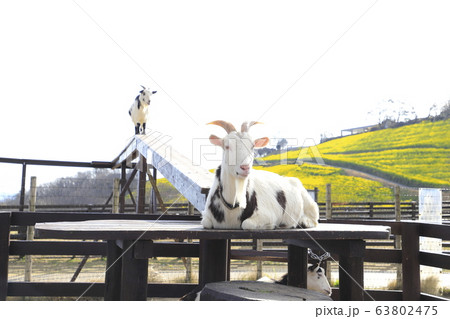 春のマザー牧場　橋を渡るヤギ　　　　　　　 63802475