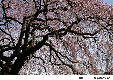 中越家の桜 中越家の桜 63802532