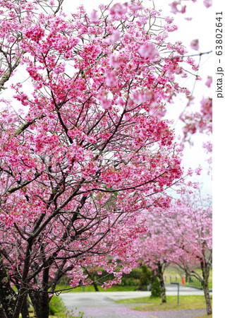 高知工科大 高知工科大 63802641