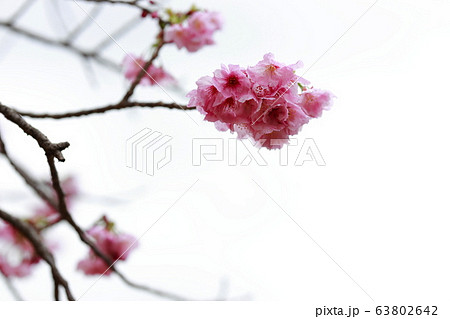 高知工科大 63802642